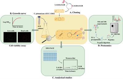 Exploring the secretome of Corynebacterium glutamicum ATCC 13032